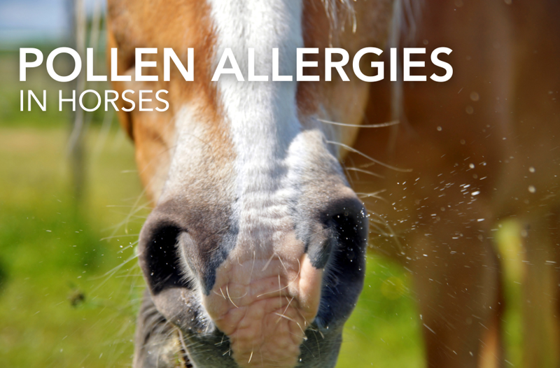 Pollen Allergies in Horses | Equine Science Matters®